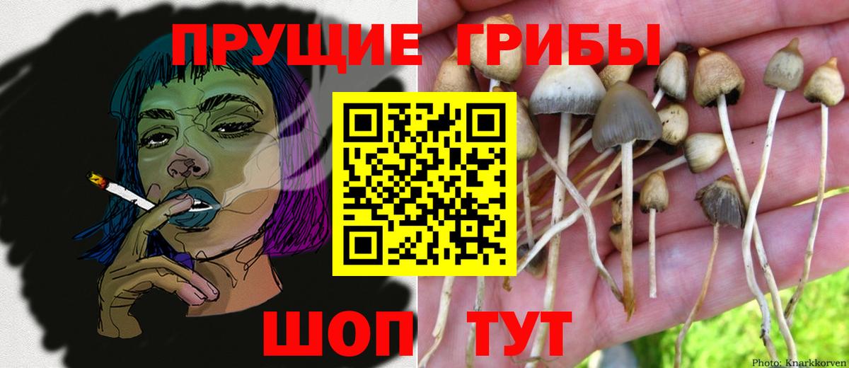 Псилоцибиновые грибы Psilocybe  Вход с VPN  Псилоцибиновые грибы мицелий  Черемхово 